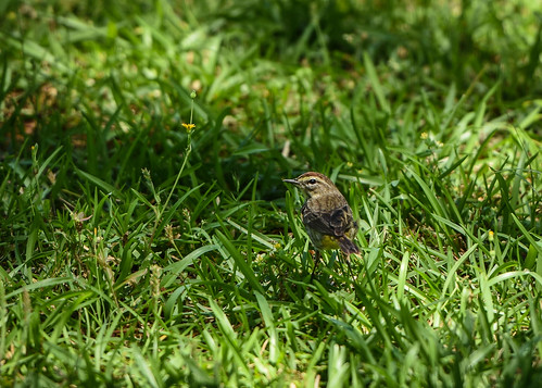 nature birds georgia critters
