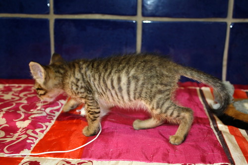 Carmelo, gatito pardo tierno y guapo, nacido en Abril´15, necesita hogar. Valencia. ADOPTADO. 18432957461_9e6c0ae6f8