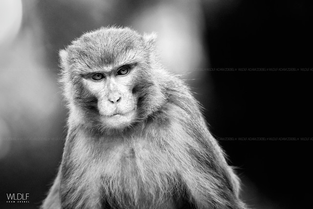 Swayambhunath monkey