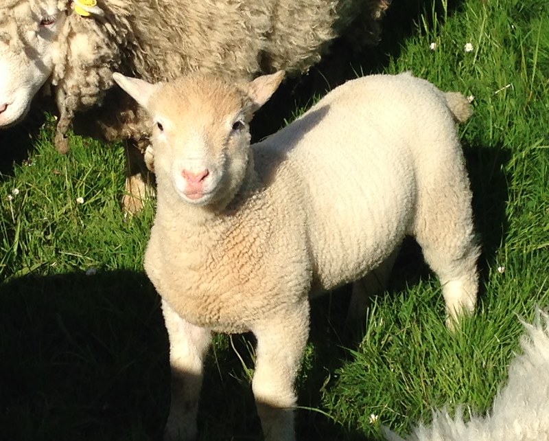 Hello Lamb