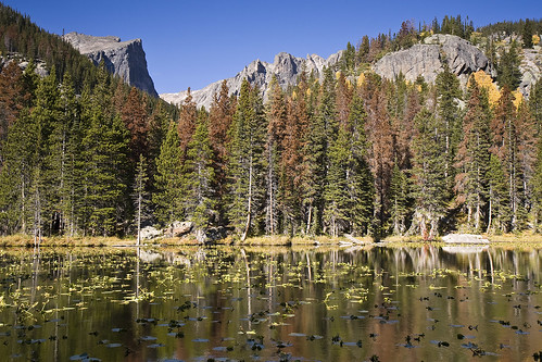 Mountain lake with pine beetle damaged forest
