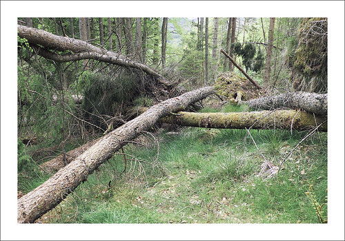 trees woodland scotland nationalpark forestry fallen handheld trunks commission lochlomond fcs astia thetrossachs callandercrags filmsimulation fujixt1 fujinonxf18135mm f3556rlmoiswr