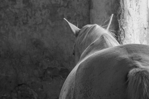 horse caballo cheval cavallo blanc pferd hest kon schimmel fliegenschimmel häven guthäven