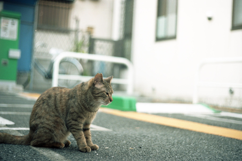 a cat in the parking