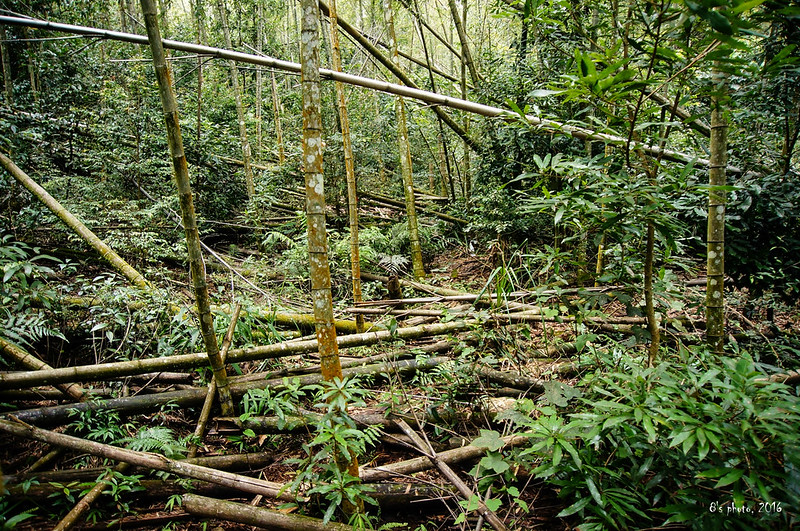 橫屏山步道途中竹林