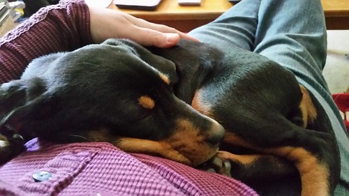 cuddly puppy sleeping on human's lap