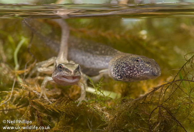 Common frog tadpole-12