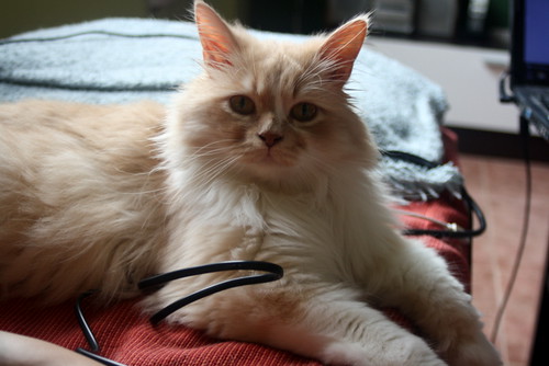 Persi, gato crudo y vainilla de pelo largo y ojos cobre APTO PARA PERROS, nacido en Julio´13, necesita hogar. Valencia. ADOPTADO. 17212306150_ed0d803519