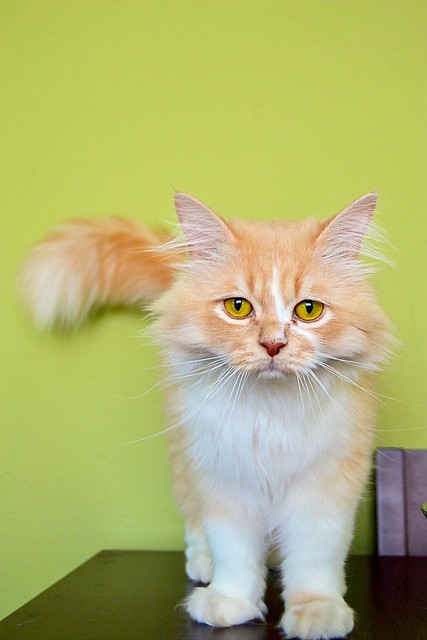 Persi, gato crudo y vainilla de pelo largo y ojos cobre APTO PARA PERROS, nacido en Julio´13, necesita hogar. Valencia. ADOPTADO. 17350970223_1f5d9bc388_z