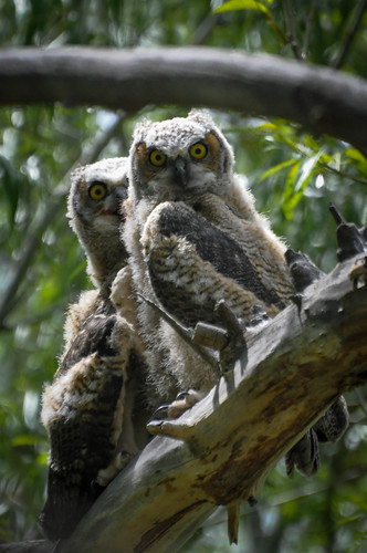 birds oregon owls fledgling greathornedowlbubovirginianus