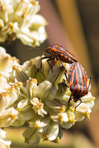 insecto insect copulation cópula sexo sex sexualreproduction reproducciónsexual graphosomalineatum chincherojo minstrelbug