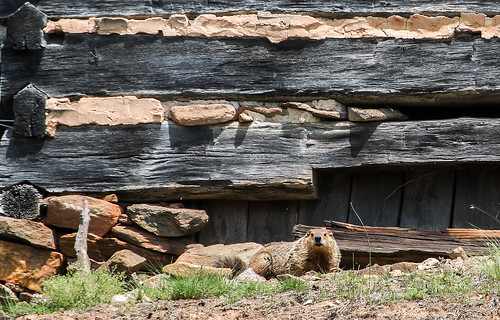 animal barn canon virginia wildlife woodchuck groundhog va logbarn bobbell eos40d pittsylvania museville whilstlepig