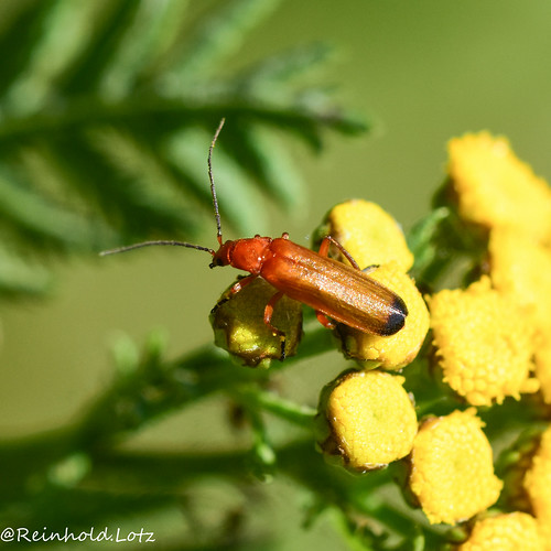 insekten natur käfer romrod hessen deutschland de
