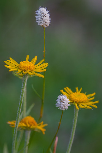 flora white yellow springcreek nevada unitedstates