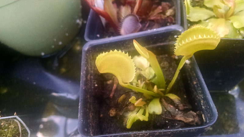 Dionaea muscipula 'Dente' Venus flytrap.