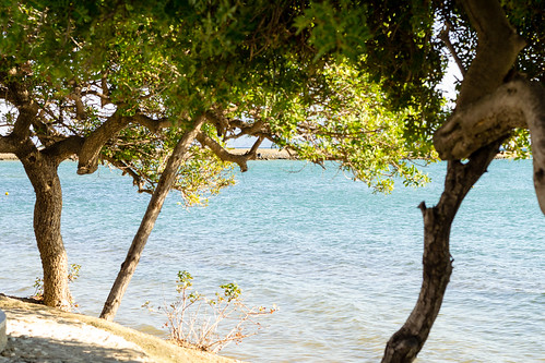 trees beach greece seaview eretria euboea