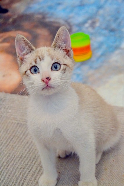 Newman, gatito siamés tabby de ojazos azul cielo esterilizado, nacido en Marzo´15, en adopción. Valencia. ADOPTADO. 17357840213_80121a803c_z