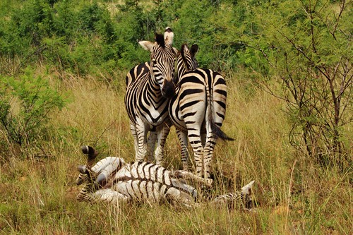 Zebras...even though you spot a lot of them, they are always majestic looking!