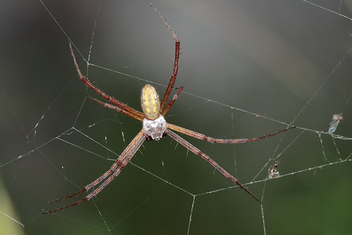 arácnidos arañas spiders canoneosrebelt5i canoneos700d ef100mmf28macrousm argiopetrifasciata