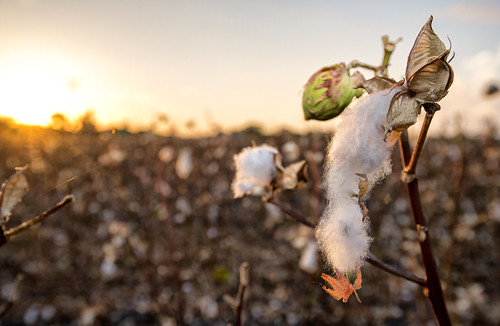 cotton agriculture fields farming texas usa