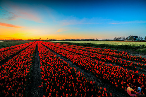 flowers netherlands tulips