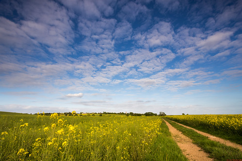 summer sky cloud field clouds landscape spring warm path meadow cambridgeshire bridleway stukeley 06hardgrad oildseenrape