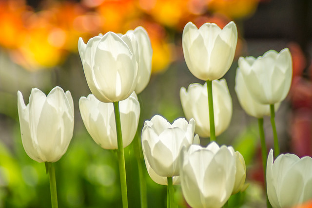 Tulips, White Tulips, Bokeh, Flowers, Beautiful