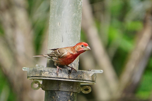 red bird sparrow redsparrow