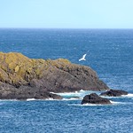 Möwe im Flug vor schottischer Küste