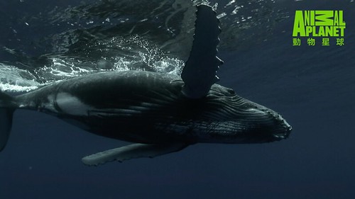 芬迪灣為超過300隻鯨魚提供食宿。這裡可欣賞到12種鯨魚。（動物星球頻道提供）