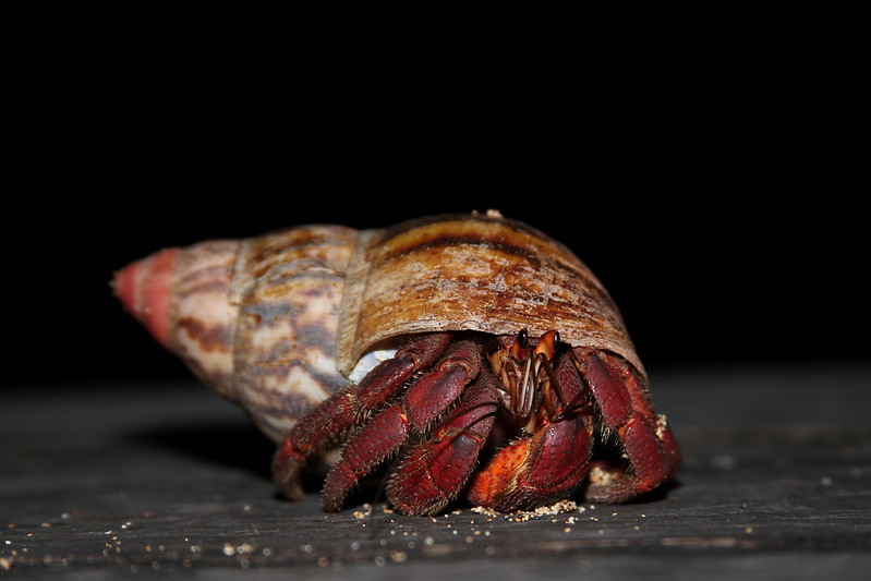 Hermit Crab Sao Tome