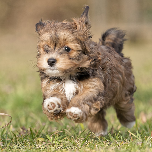 puppy 8weeks havanese runningdog ononeleg