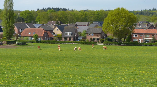 holland netherlands rural landscape cattle cows nederland vee achterhoek landschap koeien gelderland montferland landelijk stokkum panasonicdmcfz150 1210587