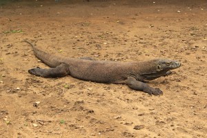 A fat daddy Komodo Dragon on Rinca Island