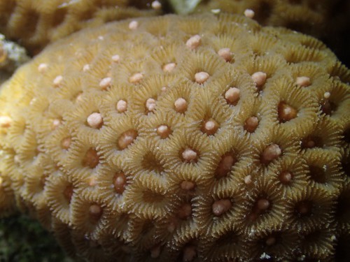 20150512東沙珊瑚產卵；圖片來源：東沙海管處