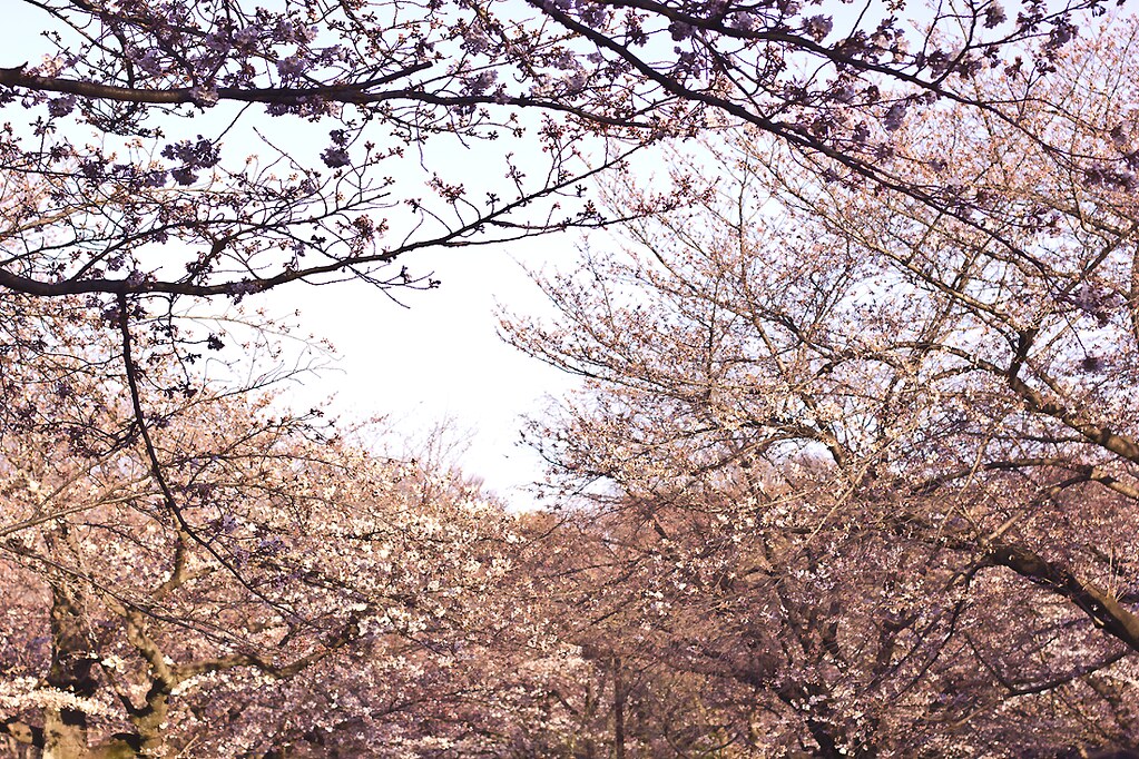 tokyo sakura cherry blossom festival laila tapeparade yoyogi park