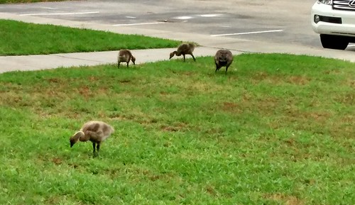 bird grass geese nc lawn northcarolina goose greenery gosling waterfowl canadageese lumberton robesoncounty younggeese