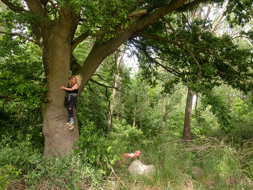 galenbeck mecklenburgvorpommern germany tree