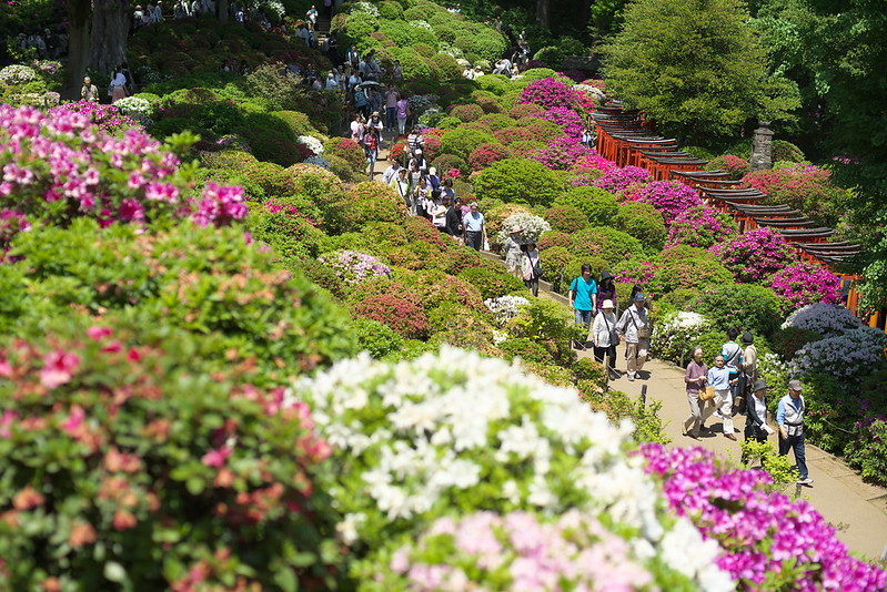 東京路地裏散歩 根津神社のつつじまつり 神社巡り 2015年5月3日