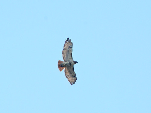 Hawk Over Morningside - 9708