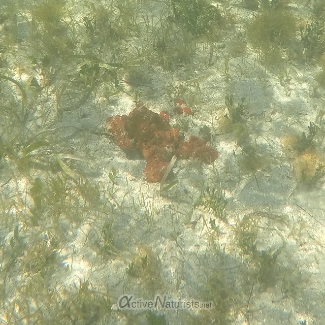 seaweed & corals 0003 Key Biscayne, Miami, Florida, USA