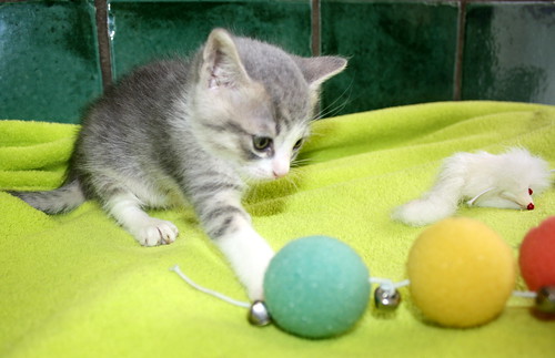 Kobu, gatito azul y blanco monísimo nacido en Abril´15, en adopción. Valencia. ADOPTADO. 17695268586_05886d300d