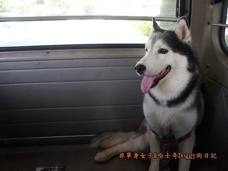 哈士奇Doggy2013陽明山二子坪26