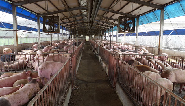 小馬的養豬場，為集约式中型飼養場域，共養了1600頭豬。攝影：陳文姿。