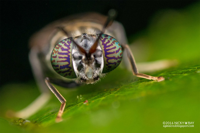 Soldier fly (Stratiomyidae) - DSC_8946