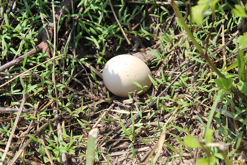環頸雉的蛋來不及孵出，留下淡淡的哀傷。