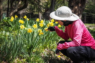 Spring daffodils near Assabu, Hokkaido, Japan