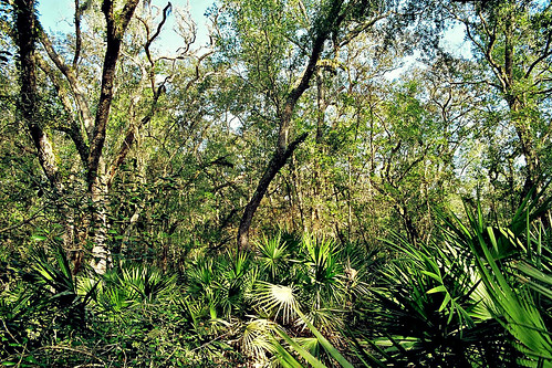 trees forest florida brush palmetto sawpalmetto