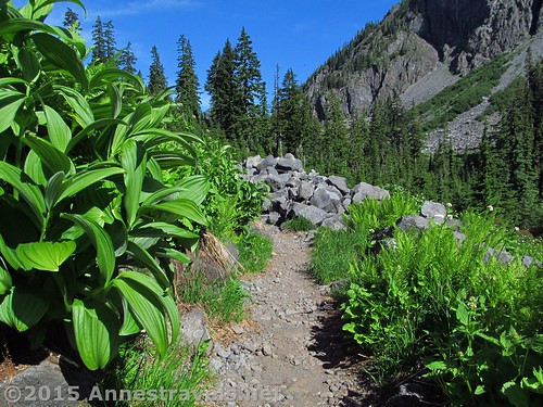 Ann Lake Trail, Mount Baker-Snoqualmie National Forest, Washington