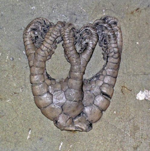 Onychocrinus ulrichi fossil crinoid (Edwardsville Formation, Lower Mississippian; Crawfordsville area, Montgomery County, Indiana, USA)